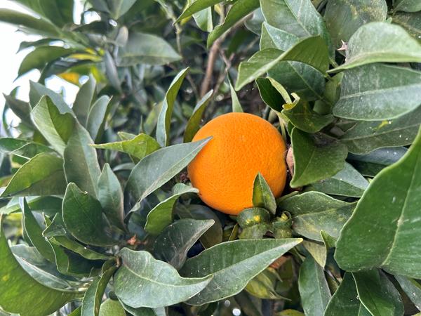 Laranja