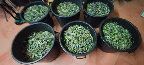 Azeite Quinta da Uva Mijona