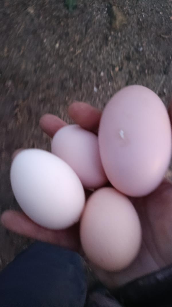 Ovos galinha Malines