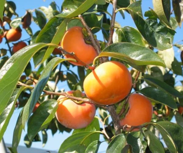 Dióspiros sem pesticidas ou herbicidas