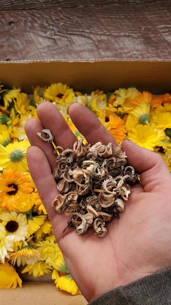 Calendula officinalis - Calendula, Marigold pacific beauty 1 - 100 grams fresh seeds