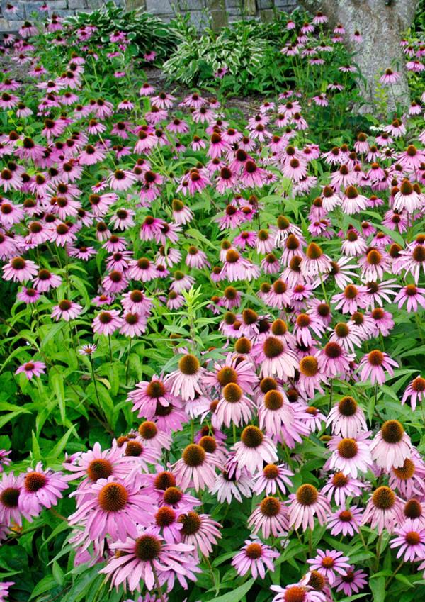 Echinacea Purpurea coneflower - flor roxa/rosa 1-100 gramas