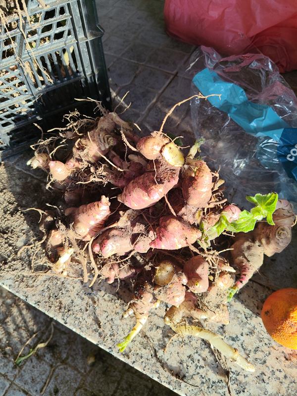 Rizomas de batata yacon