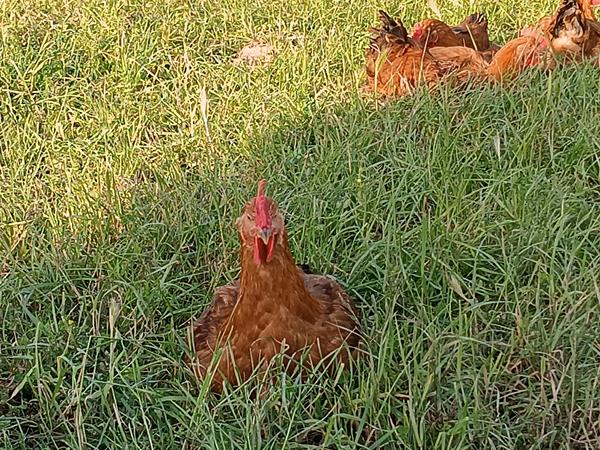 Frango do campo