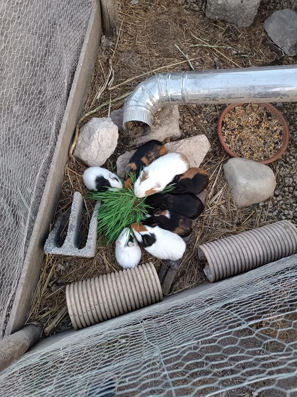 Porquinhos da Índia (Cavia porcellus)