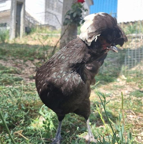 Pintainhos de Galinha paduana (polonesa de topete)