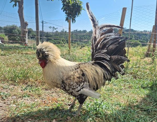 Ovos Galados de Galinha Paduana (polonesa de topete)