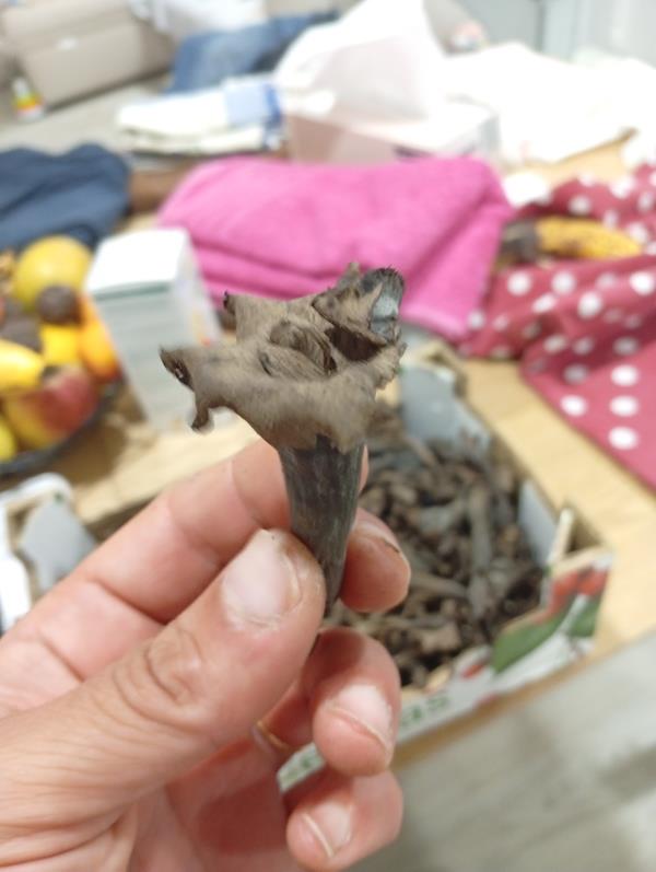 Cantarelos Cornicopoides – Trompeta-Preta (Craterellus cornucopioides)