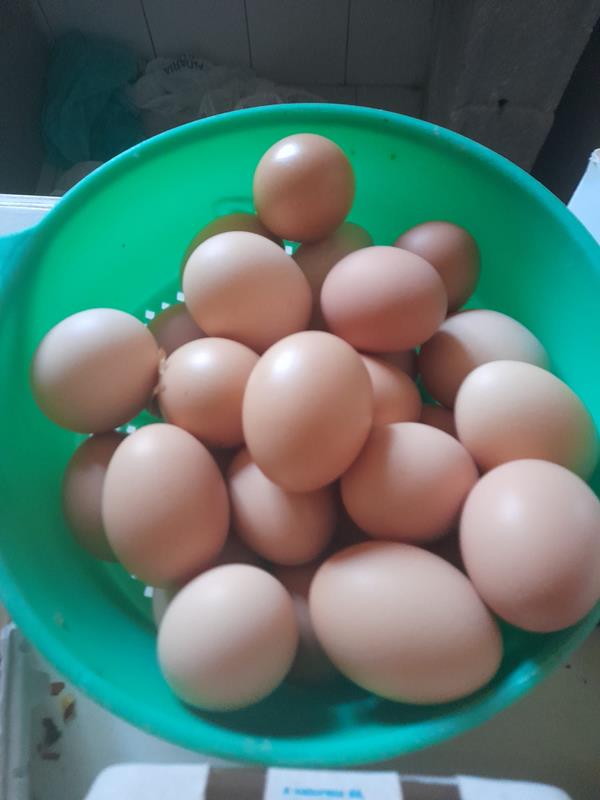 Ovos free range biológico