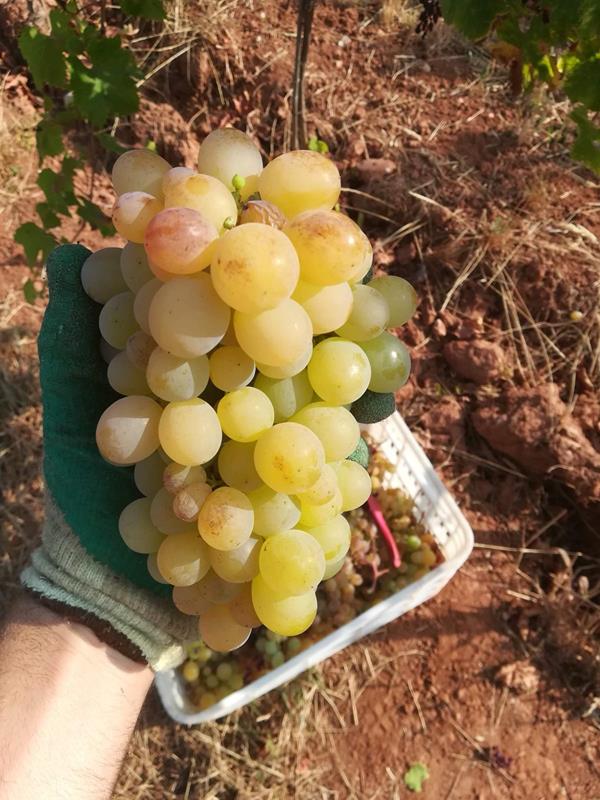 Uva Fresca: Moscatel Graúdo (Bio)