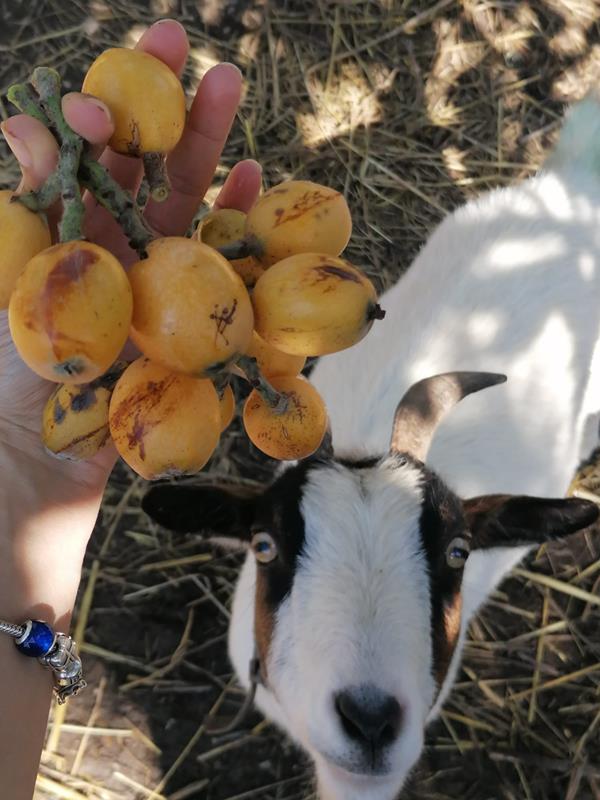 500gr Nêsperas – Diretamente da Nossa Quinta para a Sua Casa