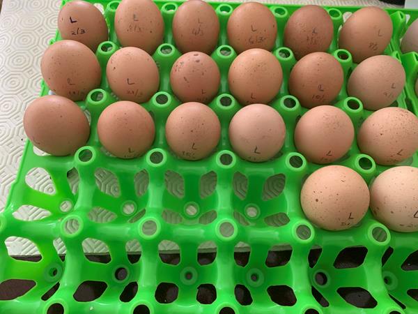 Ovos Galinhas Brahma Galados