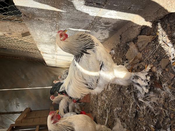 Galos Brahma Light