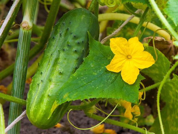 Pepino Doce