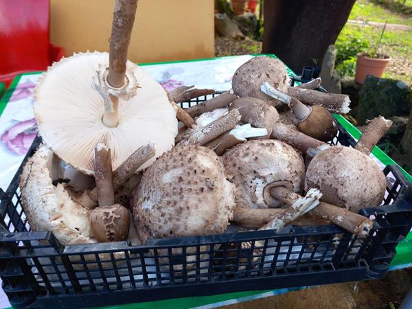 Cogumelos Macrolepiota procera (frades)
