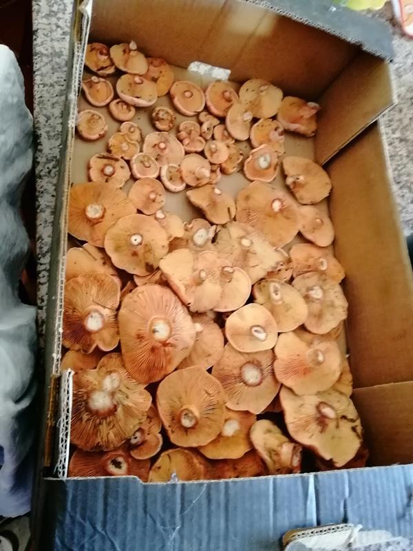 Cogumelos lactarius (sanchas)