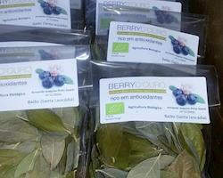 Chá de Folhas de Mirtilo