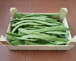 Feijão Verde Biológico