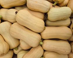 Abóbora Butternut