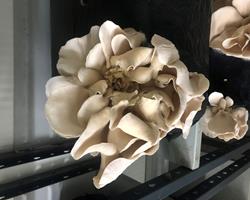 cogumelos pleurotus