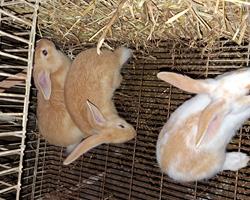 Coelhos