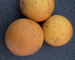Laranjas