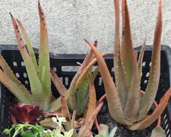 Aloe vera