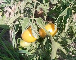 Tomate redondo