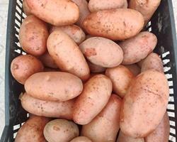 Batata colheita 2025