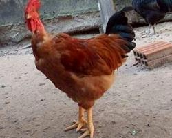Frango caseiro
