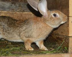Coelho Caseiro