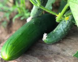Pepino