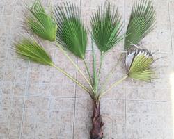 Palmeira de leque (Trachycarpus fortunei)