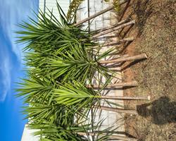Yucca