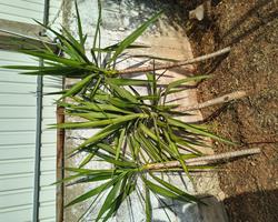 Yucca 1m-1m70