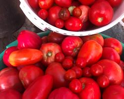 Tomate