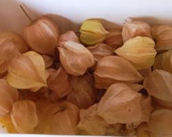 Physalis