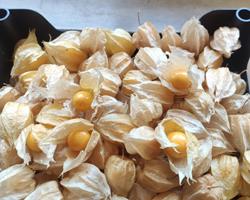 Physalis