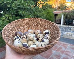 Ovos de Codorniz caseiros