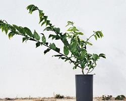 Planta de Ora-pro-nóbis