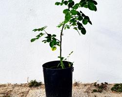 Planta Medicinal - Rosa Rubiginosa (Rosa Mosqueta)