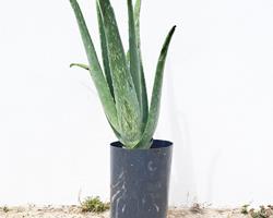 Planta de Aloe Vera L.