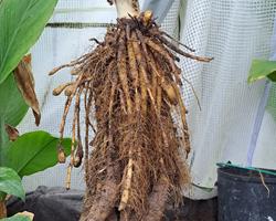 Rizoma de Curcuma longa branca