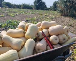 Abóbora Manteiga (Butternut)