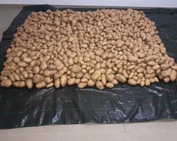 batatas conservação agria