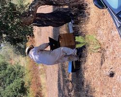 Mel 100% puro e natural