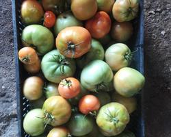 Tomate