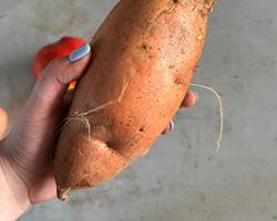 Batata Doce Laranja