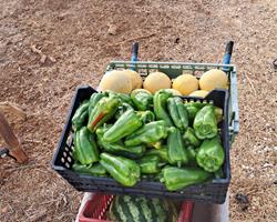 Pimentos