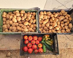 Batatas